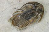 Bargain, Spiny Kolihapeltis Trilobite - Rare Species #161098-2